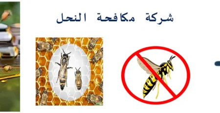 شركة مكافحة النحل بابها | خدمة مكافحة الحشرات 100%