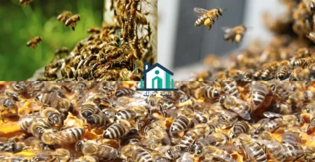 شركة مكافحة النحل بالجبيل | شركة مكافحة الحشرات خصم 40%