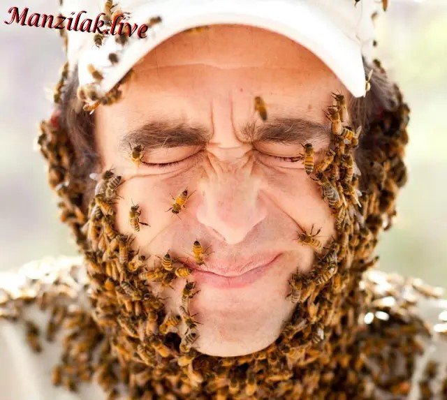 شركة مكافحة النحل بحائل