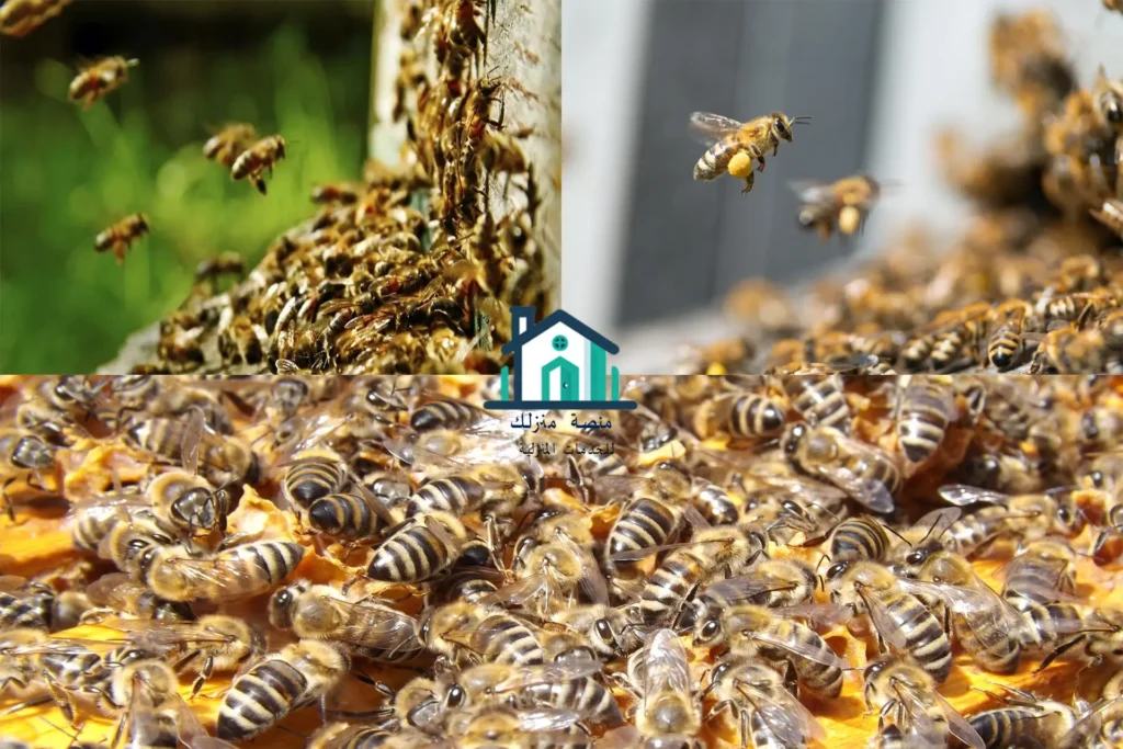 شركة مكافحة النحل بحائل