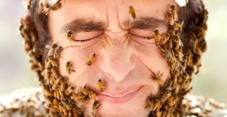 شركة مكافحة النحل بعسير | افضل شركات مكافحة الحشرات 100%