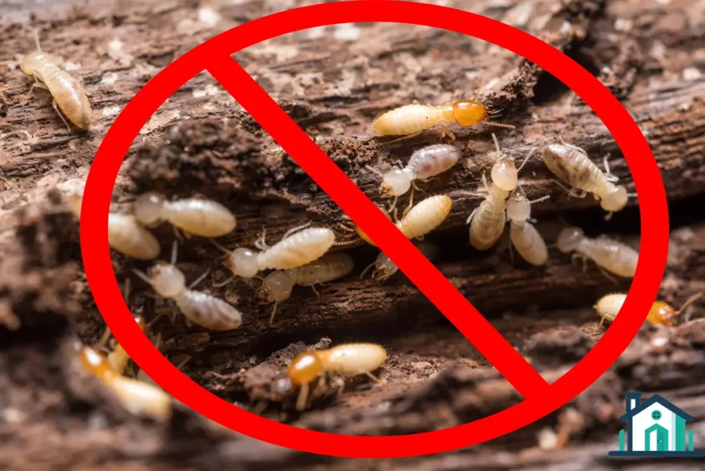 شركة مكافحة النمل الابيض بالخرج